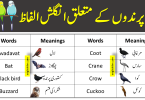 Birds Names List In English With Urdu Meanings | Vocabulary