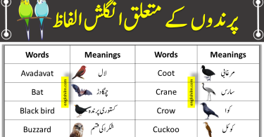 Birds Names List In English With Urdu Meanings | Vocabulary