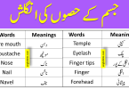 Parts Of Body In English With Meanings In Urdu | Vocabulary