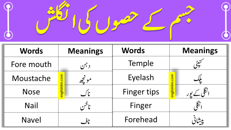 Parts Of Body In English With Meanings In Urdu | Vocabulary