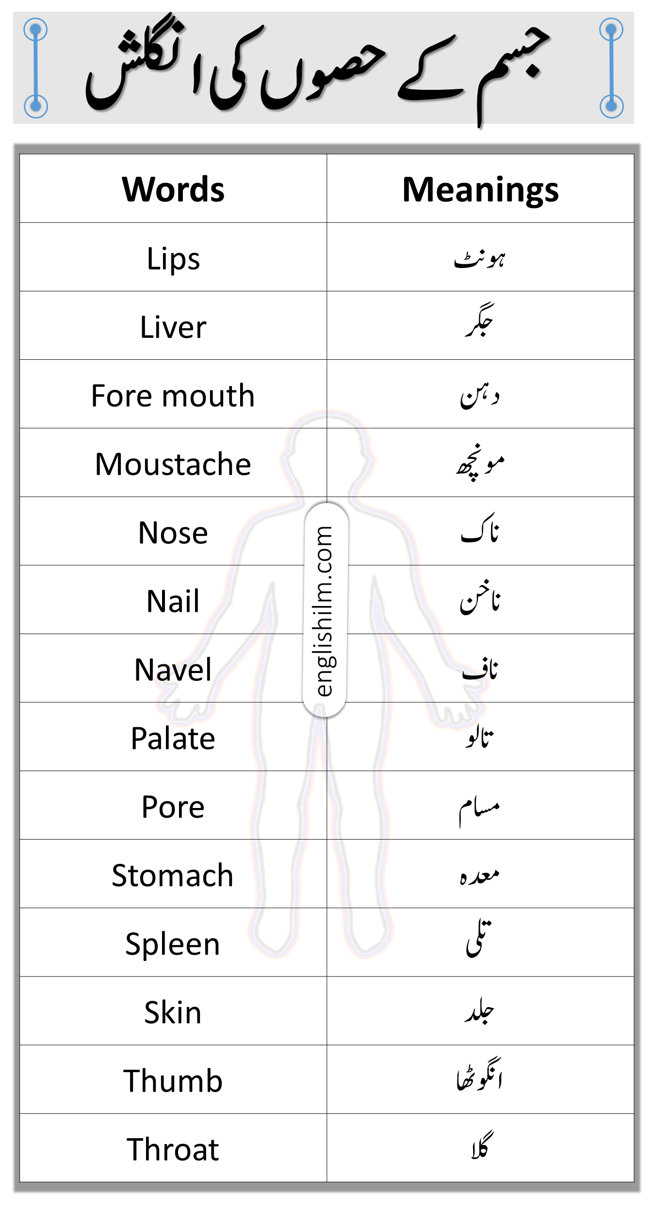 Parts Of Body In English With Meanings In Urdu | Vocabulary