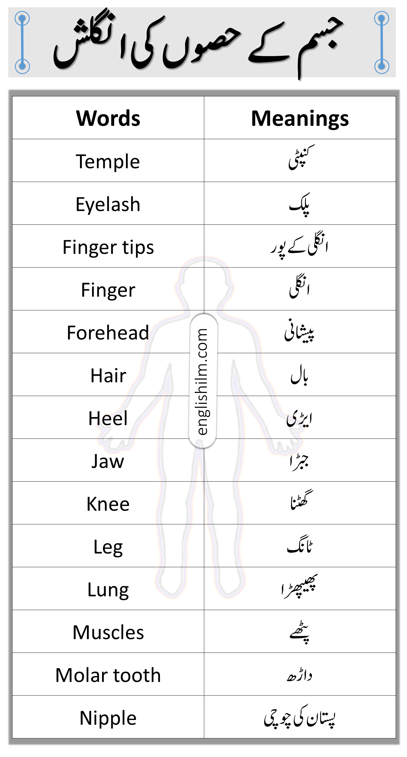 Parts Of Body In English With Meanings In Urdu | Vocabulary