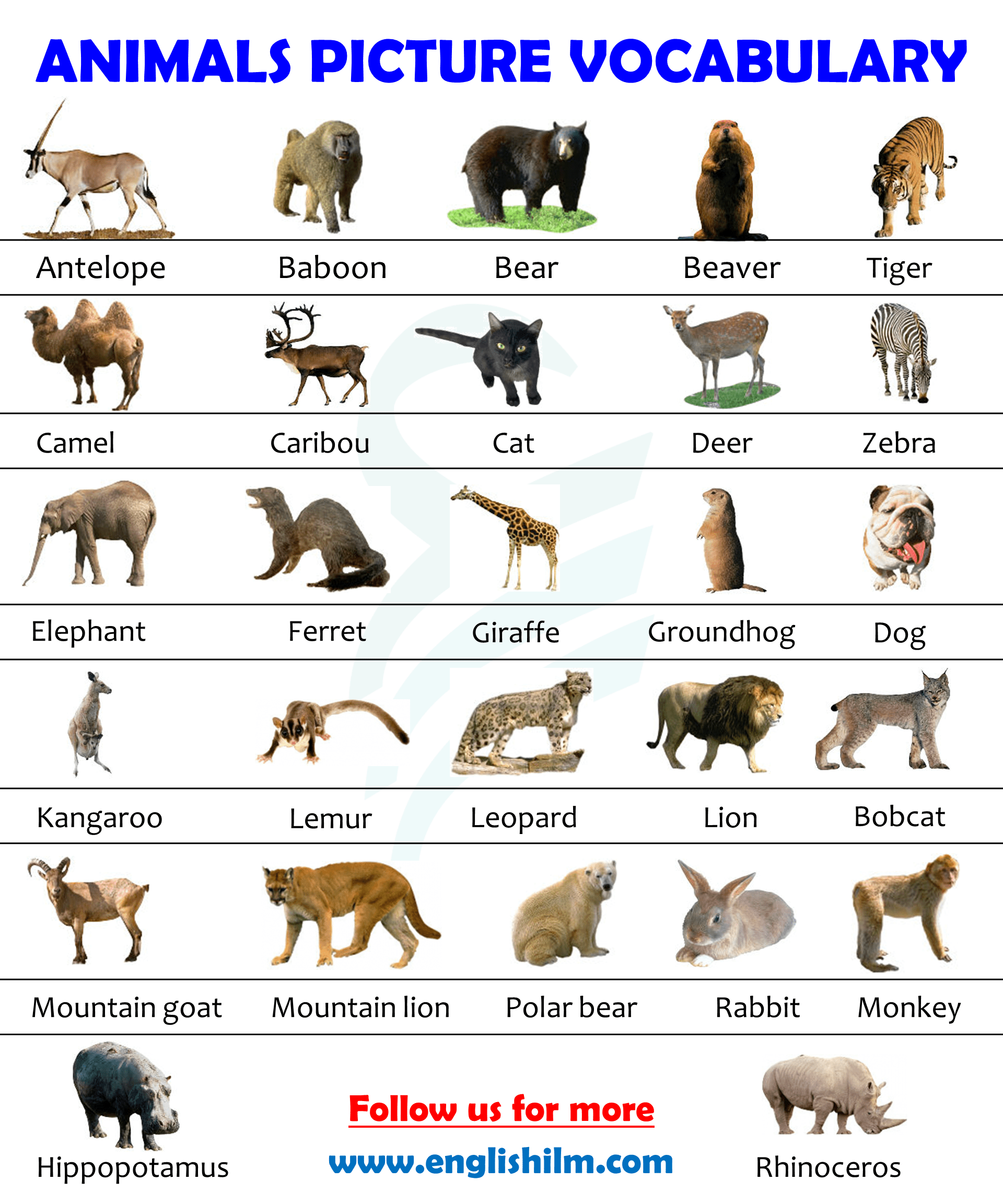 Animals Name List In English 