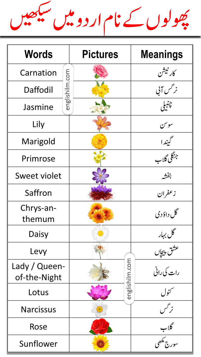 Flowers Name List In English and Urdu Meanings With Pictures