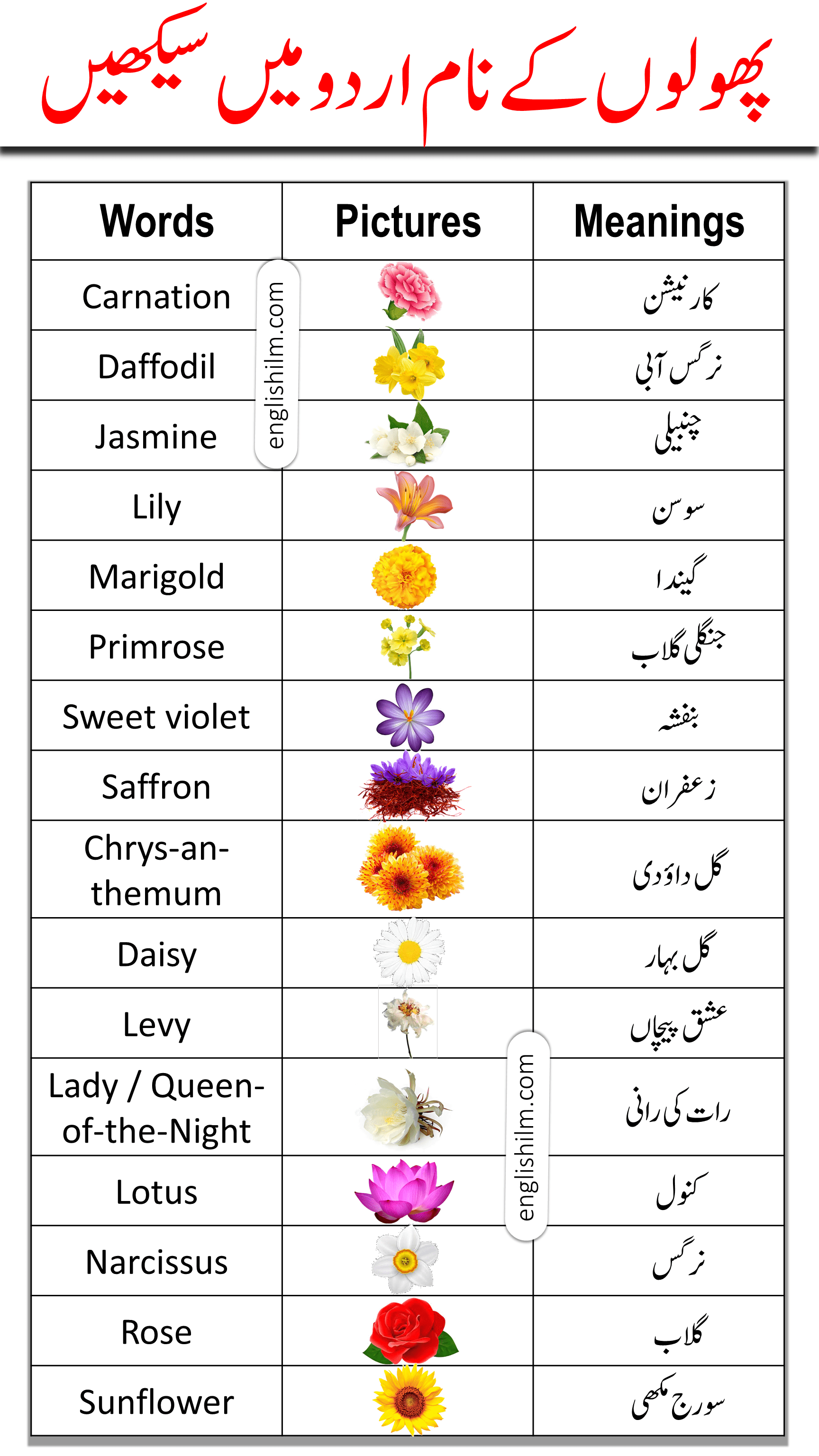 daisy flower meaning in urdu