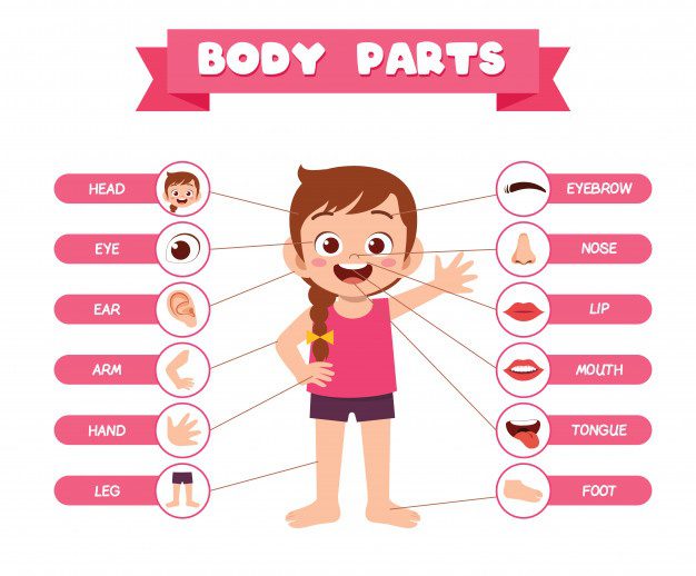 Parts of the Body | Human Body Parts In English with Images