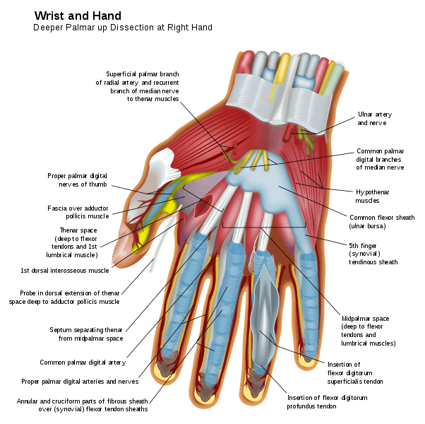 Parts of the Body | Human Body Parts In English with Images