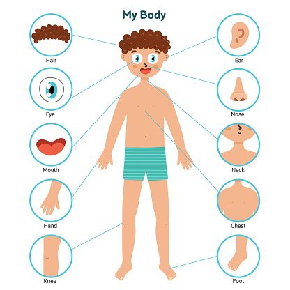 Parts of the Body | Human Body Parts In English with Images