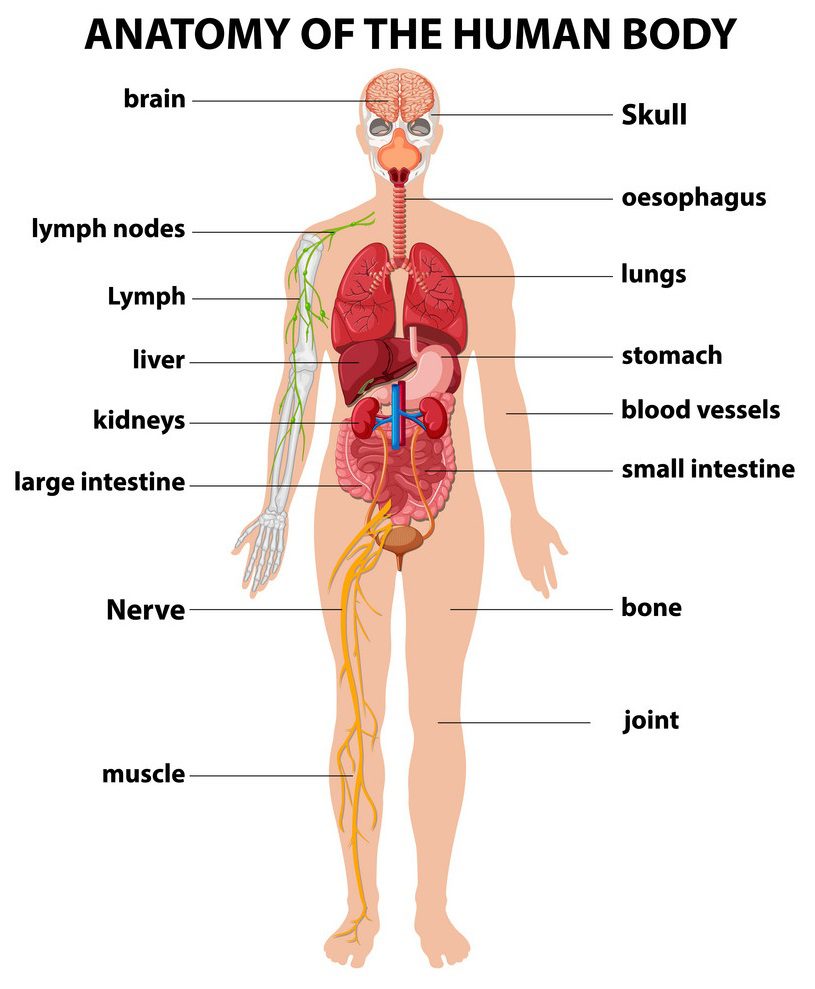 Parts of the Body | Human Body Parts In English with Images