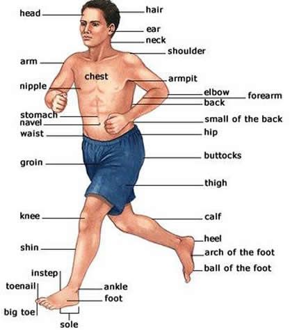 Parts of the Body | Human Body Parts In English with Images