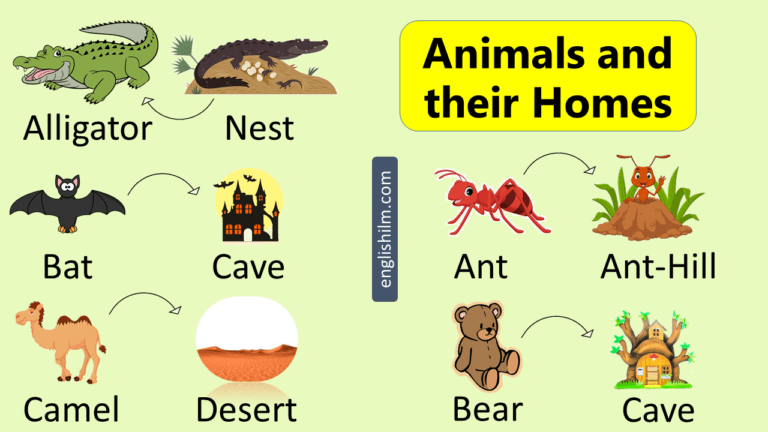 Animals and their Homes | Animals Home Picture Vocabulary