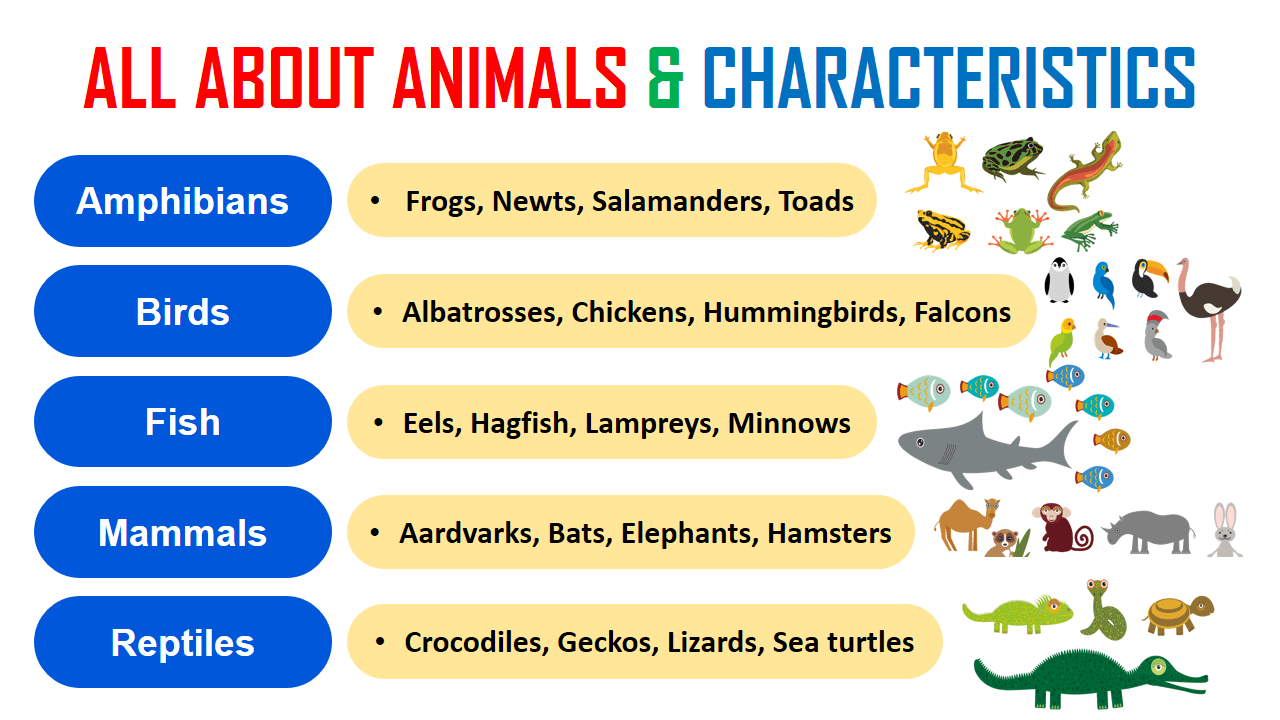 Animals: ALL ABOUT ANIMALS & CHARACTERISTICS With Images