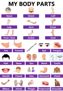 Parts of The Body In English | Human Body Parts with Images