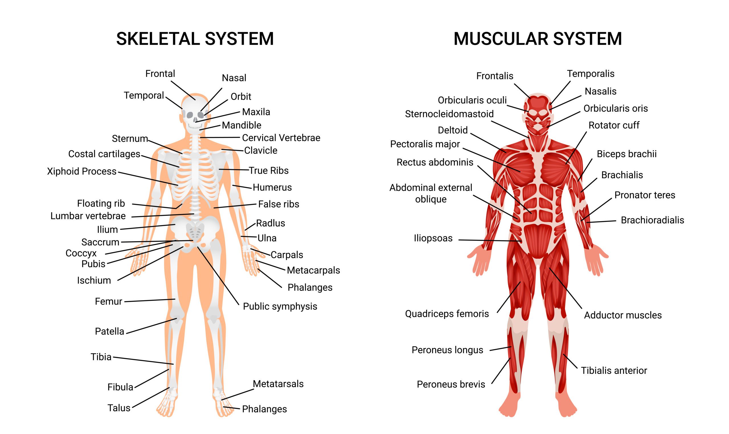 Parts of the Body | Human Body Parts In English with Images