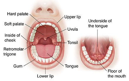 Parts of the Body | Human Body Parts In English with Images