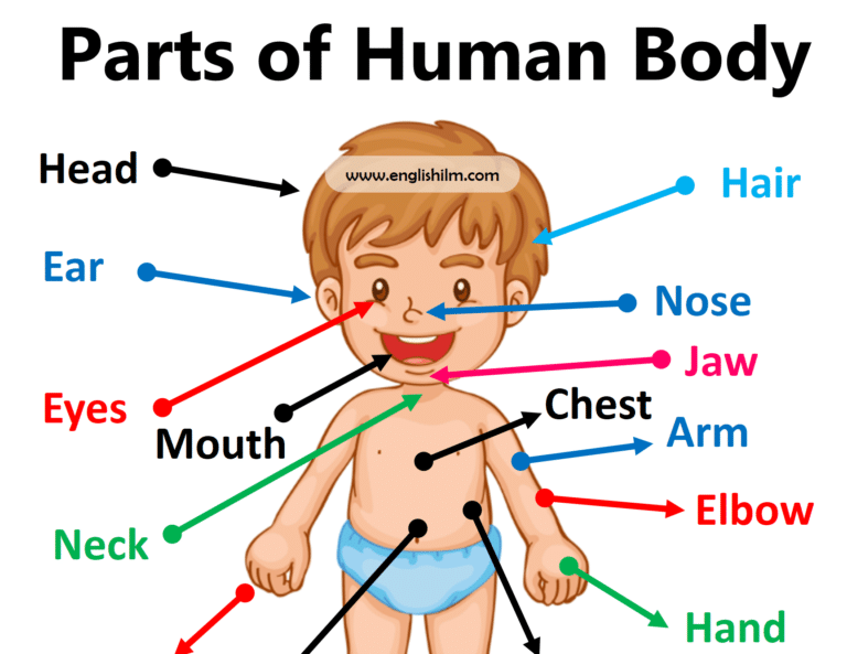 Parts of The Body In English | Human Body Parts with Images