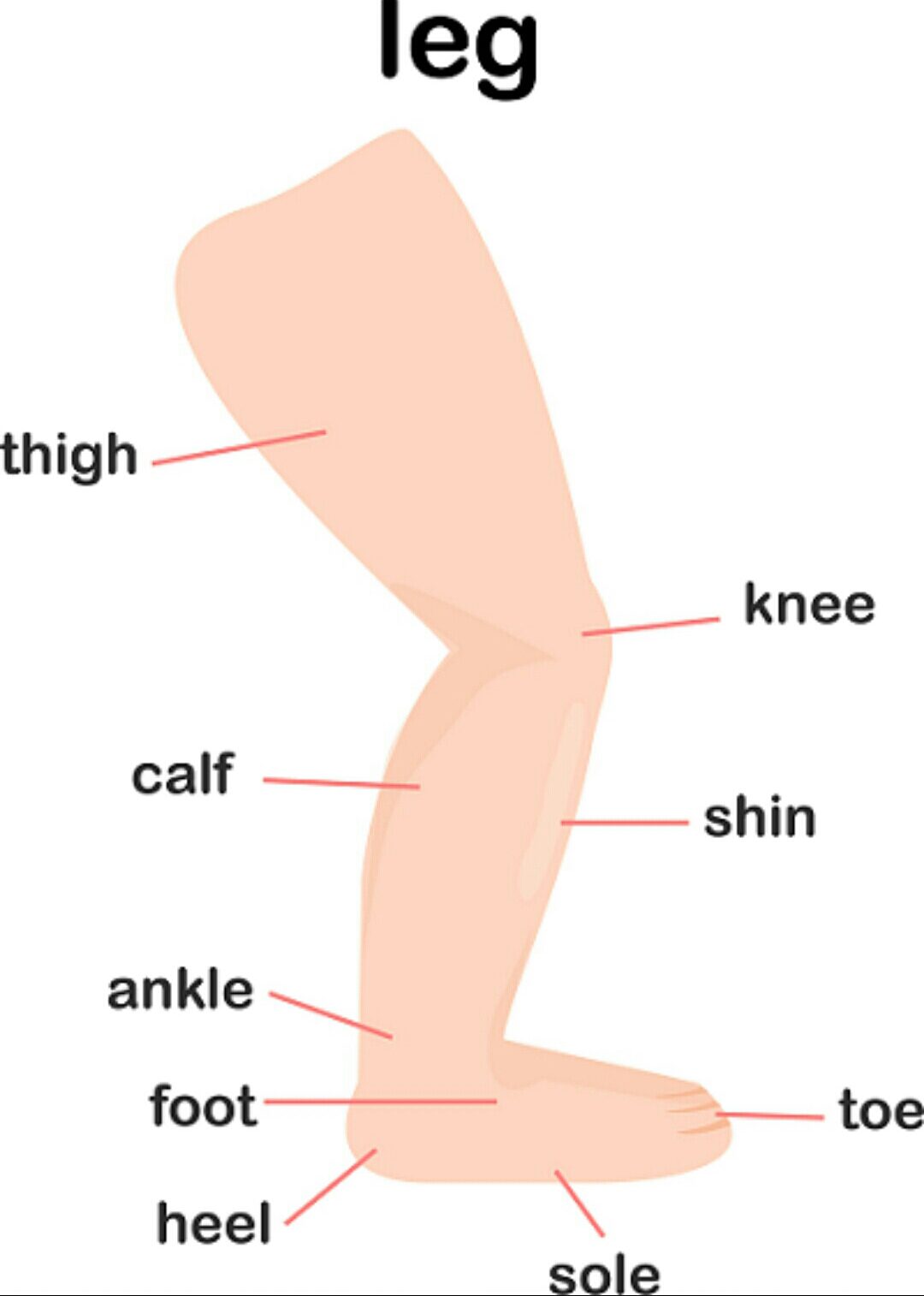 Parts of the Leg