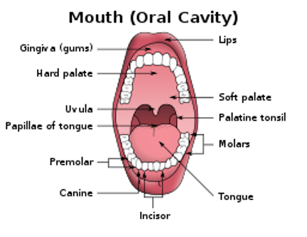 Parts of the Body | Human Body Parts In English with Images