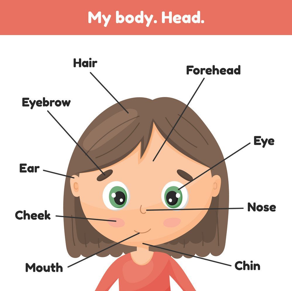 Parts of the Body | Human Body Parts In English with Images