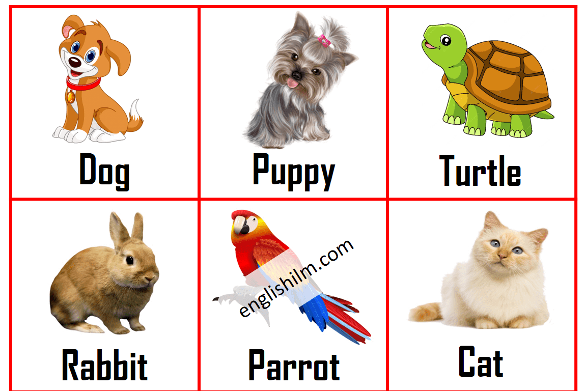 Huge List of Pets and Types of Pets with Pictures | Picture Vocabulary