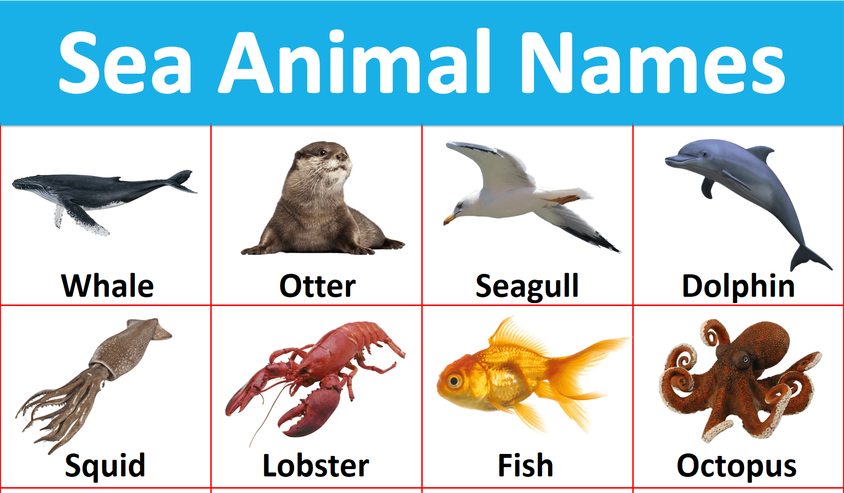 List of Sea Animals Clams Coral Cormorant Crab Dolphin Goldfish Jellyfish Lobster Octopus Otter Oyster Pelican Penguin Sea anemone Sea lion Sea urchin Seagull Seahorse Seal Shark Shells Shrimp Squid Starfish Turtle Walrus Whale Cuttlefish Sturgeon Killer whale While whale Narwhal Piranha Clownfish Sea Animals with Example Sentences Clams The restaurant’s specialities are fried clams. Coral The ship was wrecked on a coral reef. Cormorant It was easier to act out the cormorant fishing. Crab The claws of a crab are used for grasping things, especially food. Dolphin A dolphin leapt out of the water. Goldfish The pond contains a mixture of goldfish and carp. Jellyfish You can get a nasty sting from a jellyfish. Lobster We dined on lobster and strawberries. Octopus He experienced nausea after eating octopus. Otter She collared my black wool coat with otter pelts. Oyster I enjoy eating oyster; it’s really delicious. Pelican That’s not a duck, it’s a pelican! Penguin He walked with an awkward gait like a penguin. Sea anemone A hermit crab carrying a sea anemone around on its shell. Sea lion A sea lion was spotted this week along a rural roadside in central California. Sea urchin Oyster soup with sliced sea urchin is the other original Loiseau signature dish. Seagull A small dog barked at a seagull he was chasing. Seahorse The seahorse looks a horse’s head, but in fact, it a fish. Shark We could see the fin of a shark as it slowly circled our boat. Shell A snail’s shell is spiral in form. Shrimp The term green shrimp refers to all or any uncooked shrimp. Squid The seals feed mainly on fish and squid. Starfish If a starfish loses a leg, it grows back. Turtle The turtle hibernates in a shallow burrow for six months of the year. Whale A whale was found washed up on the shore. Cuttlefish The ink of cuttlefish beclouded the water. Sturgeon Sometimes they catch a bit of sturgeon. Killer whale Killer whales are up to ten metres in length. Piranha Piranha fish live in the lakes, and electric eels. Clownfish There is little doubt that the clownfish is very dependent on the association with its anemone.