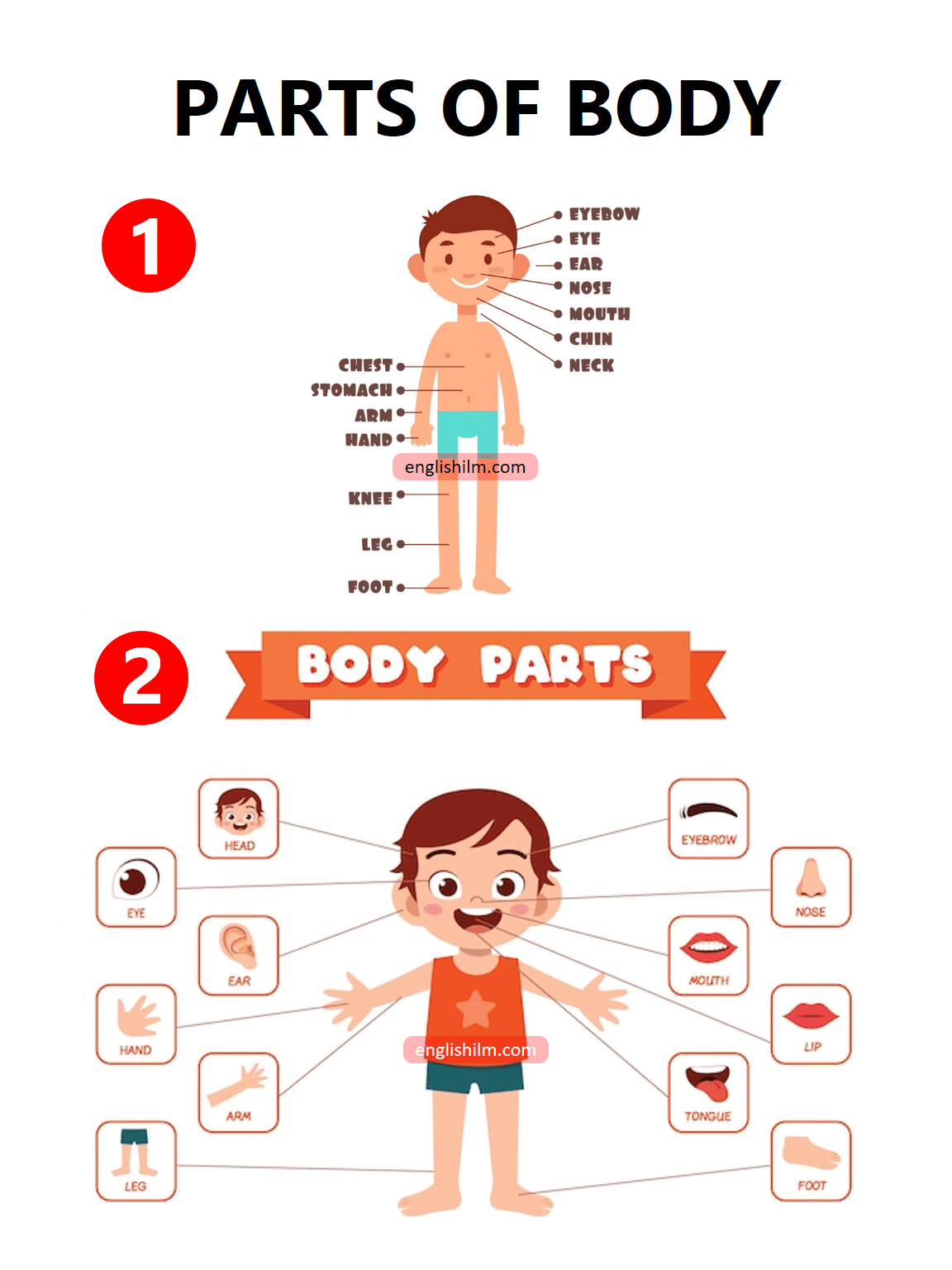 Parts of Human Body In English with Images | Parts of Body