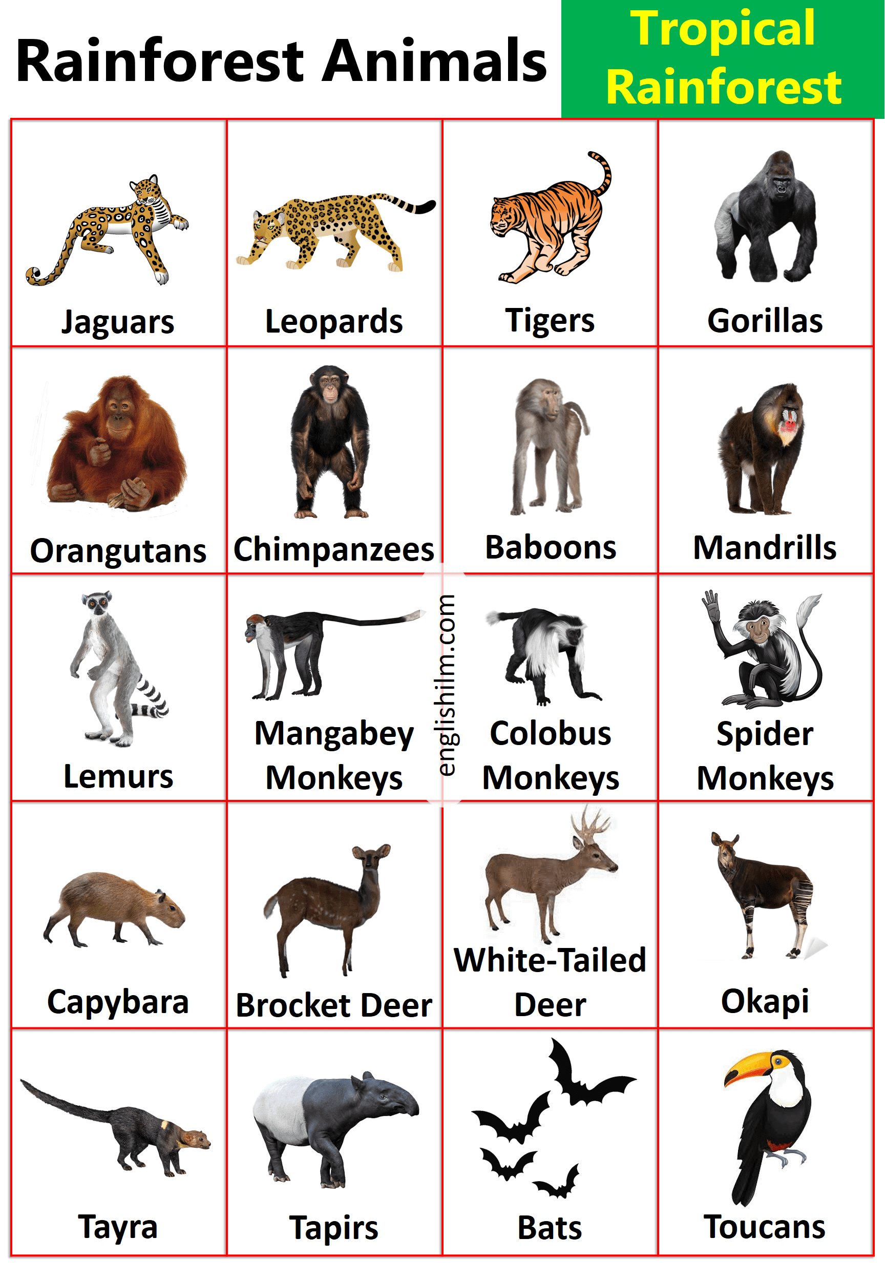 Rainforest Animals With Types of Rainforest Animals