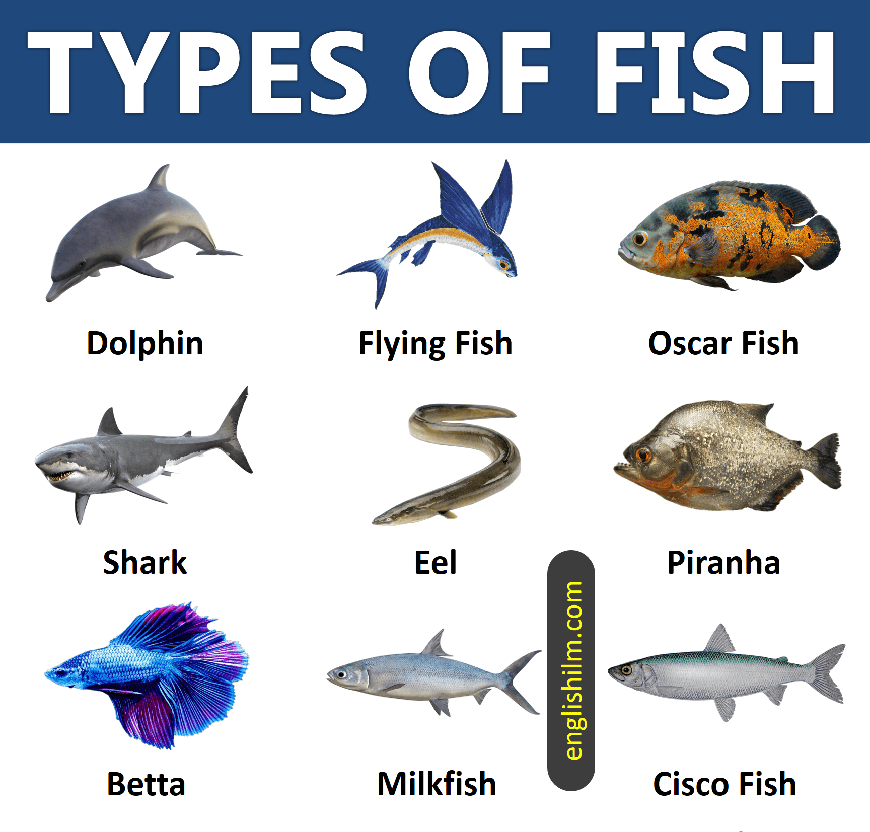 Types of Fish from All Around the World | 45 Types of Fish