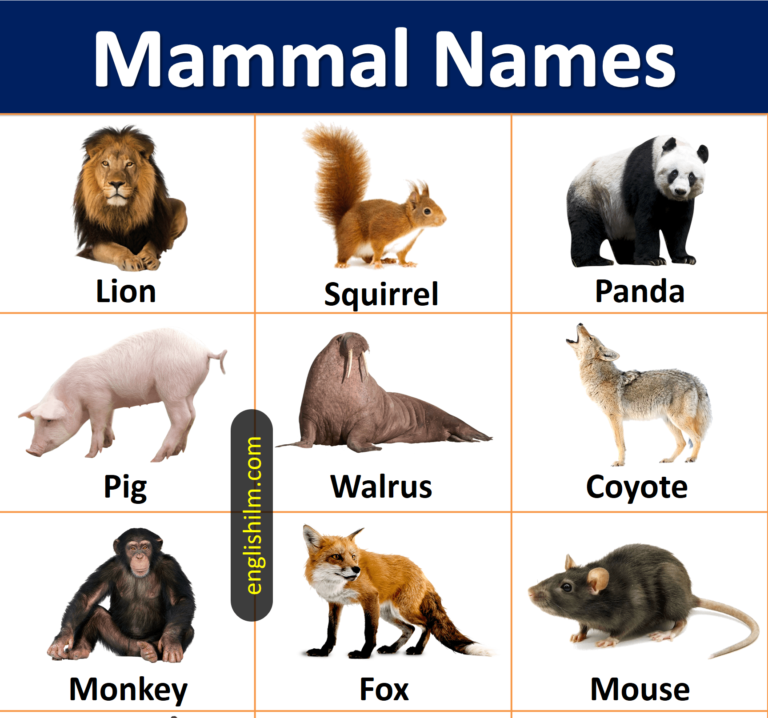 Mammal Animals Name List In English With Images • Englishilm
