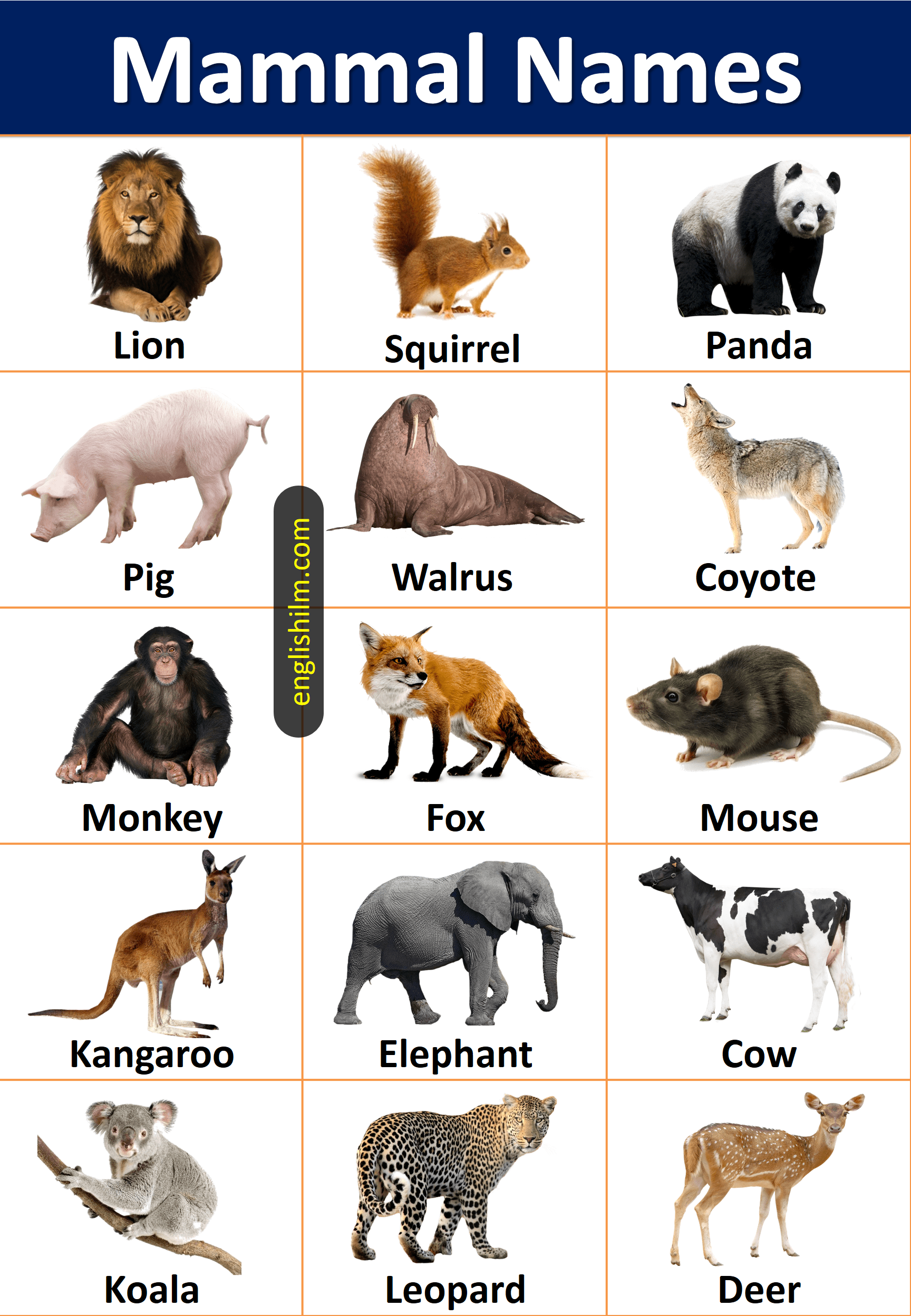 Mammal Animals Name List In English With Images • Englishilm