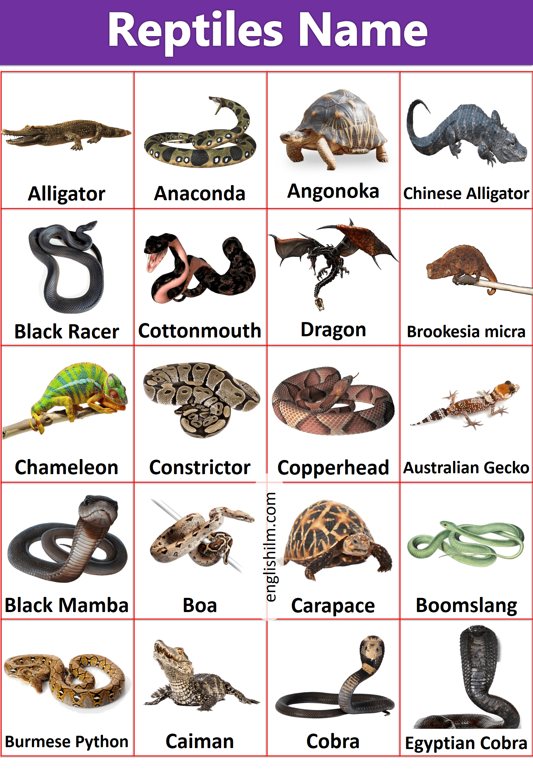 Reptiles With Names Reptiles Animals With Images