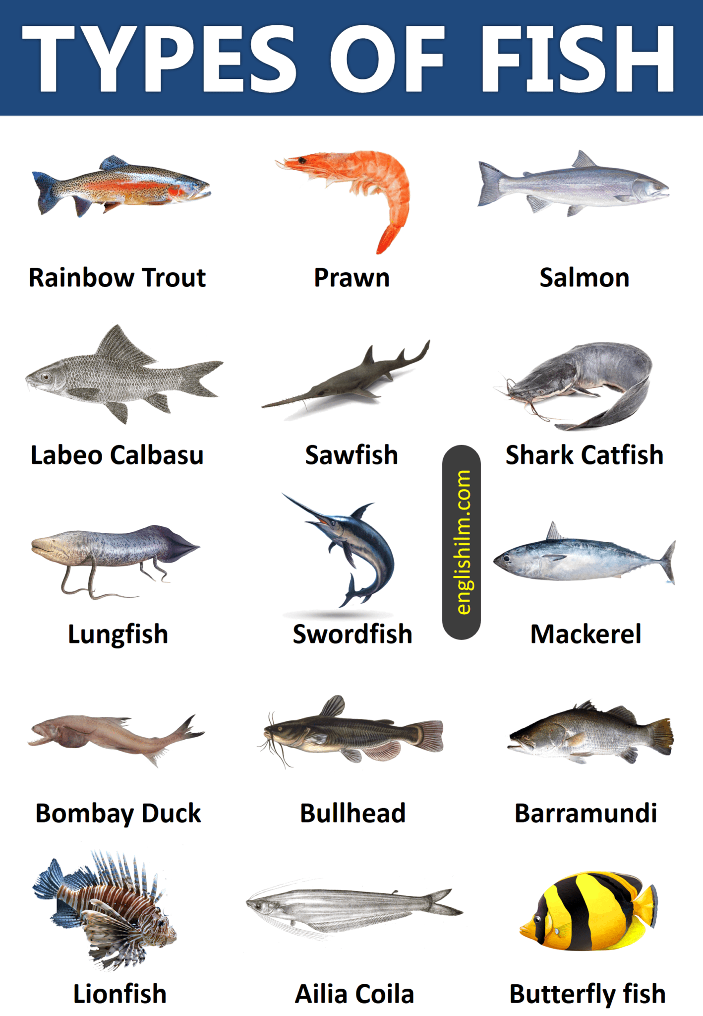 Types of Fish from All Around the World | 45 Types of Fish