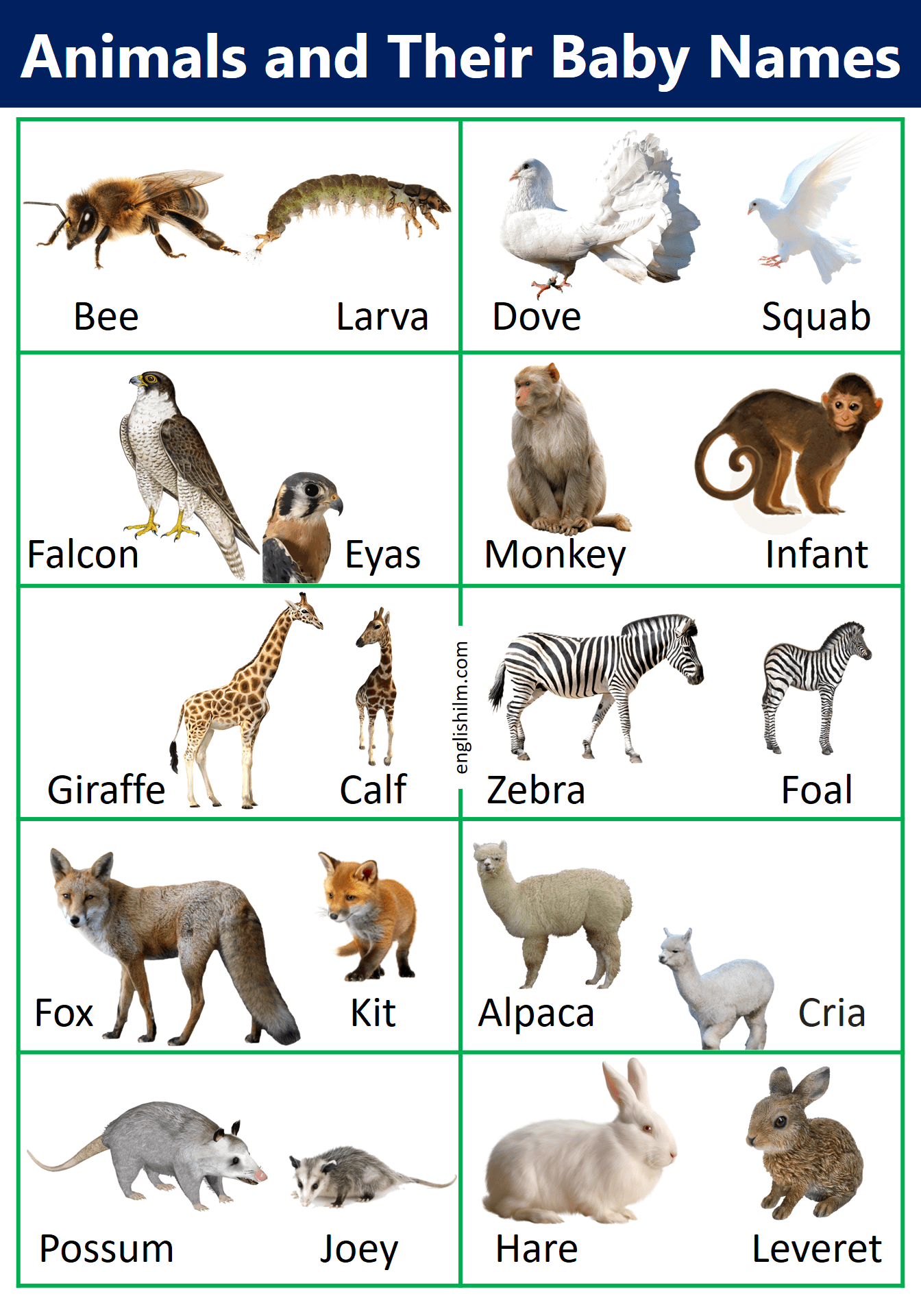 Animals and Their Baby Names In English with Images • Englishilm