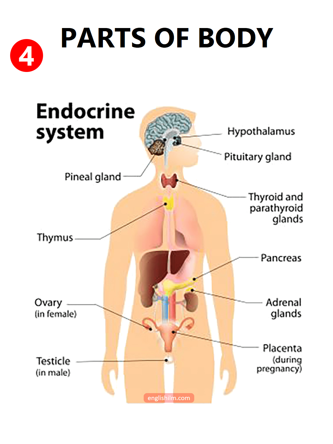 Parts of the Body | Human Body Parts In English with Images