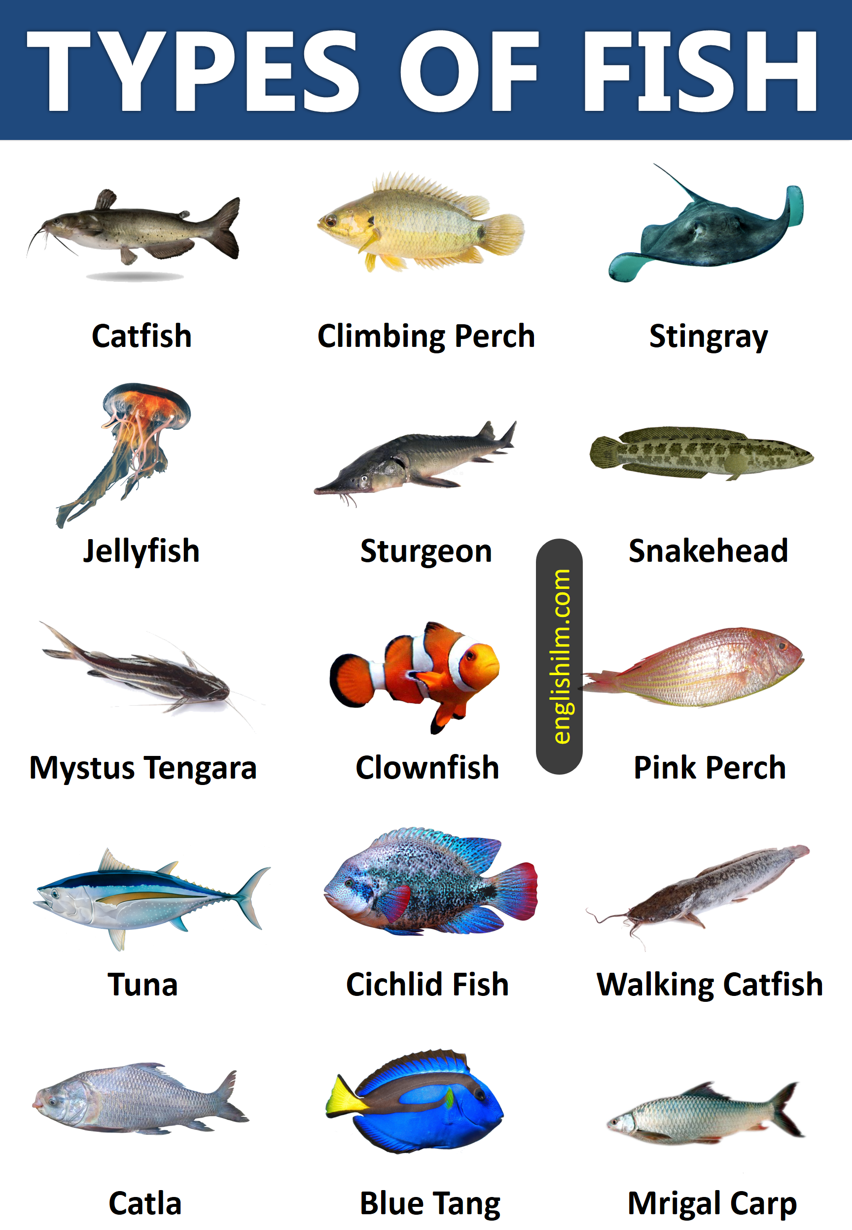 Types of Fish from All Around the World | 45 Types of Fish