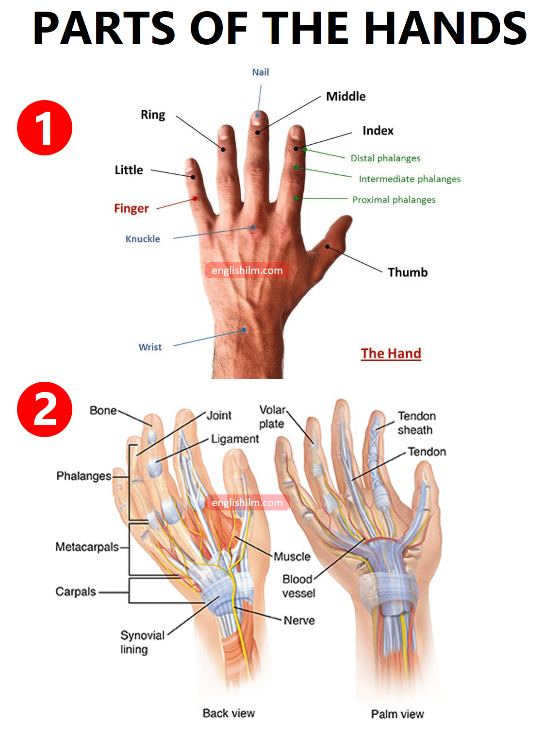 Parts of the Body | Human Body Parts In English with Images