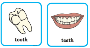 Tooth ( teeth –plural)