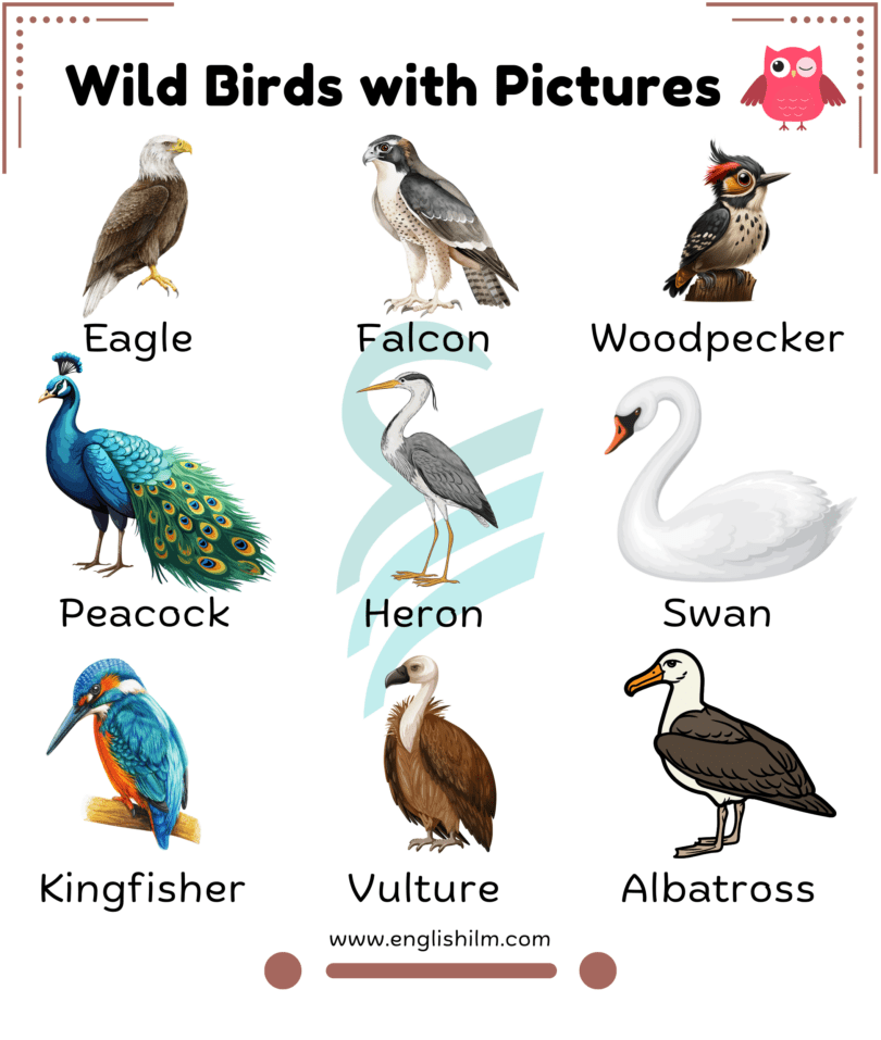 Bird Names with Pictures | List of Birds and Types of Birds