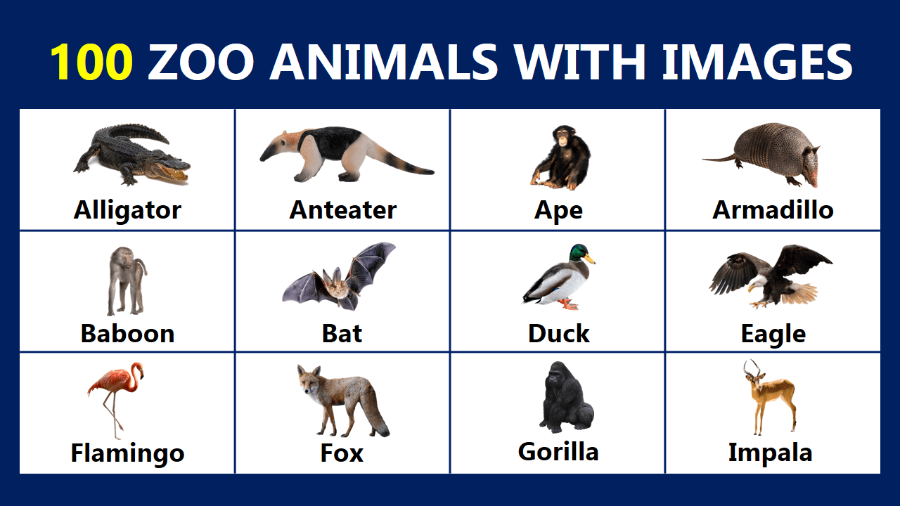 100+ Zoo Animals Names In English with Images | Zoo Animals