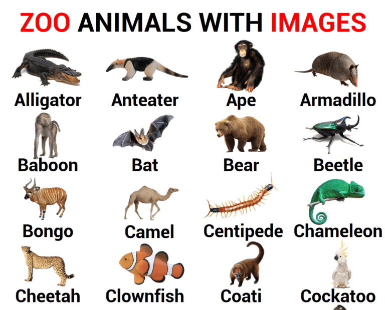 Zoo Animal Names A Z At Marvin Wolbert Blog Zoo Animal Names A Z At Marvin Wolbert Blog