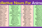 Collective Nouns For Animals In English | Animals