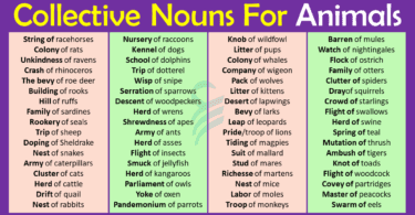 Collective Nouns For Animals In English | Animals