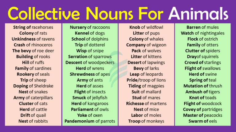 Collective Nouns For Animals In English | Animals