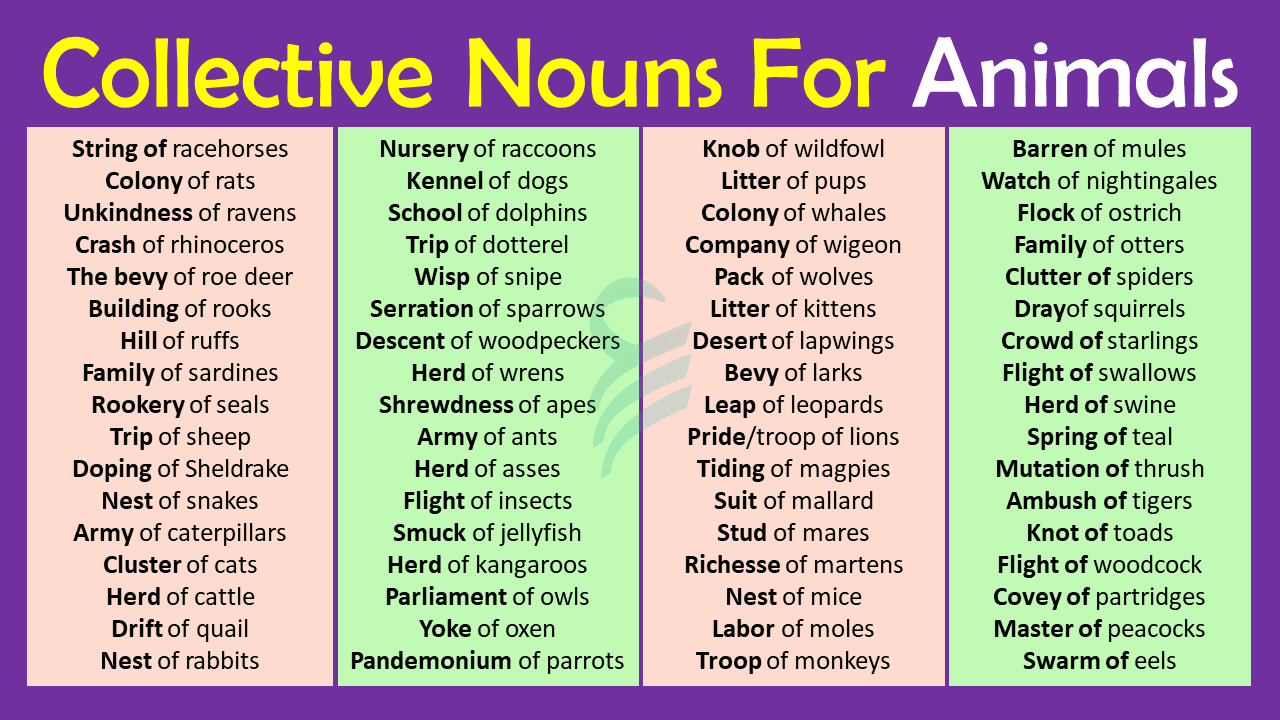 Collective Nouns For Animals In English • Englishilm