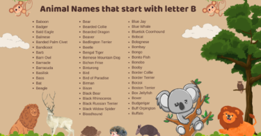 68 Animal Names That Start with the English Letter B