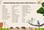 Animal Names that start with letter A