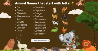 19 Animal Names That Start with English Letter C