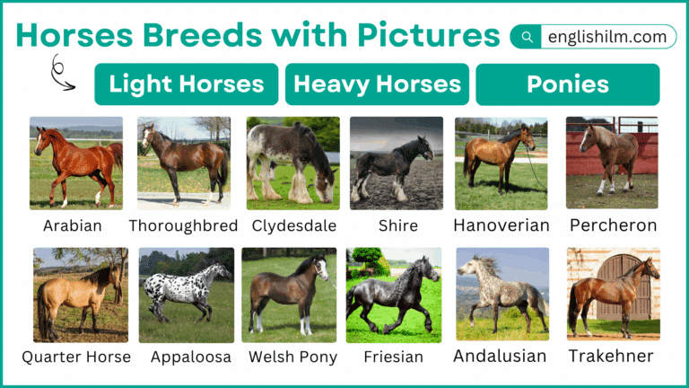 All Types of Horses and Their Breeds With Pictures
