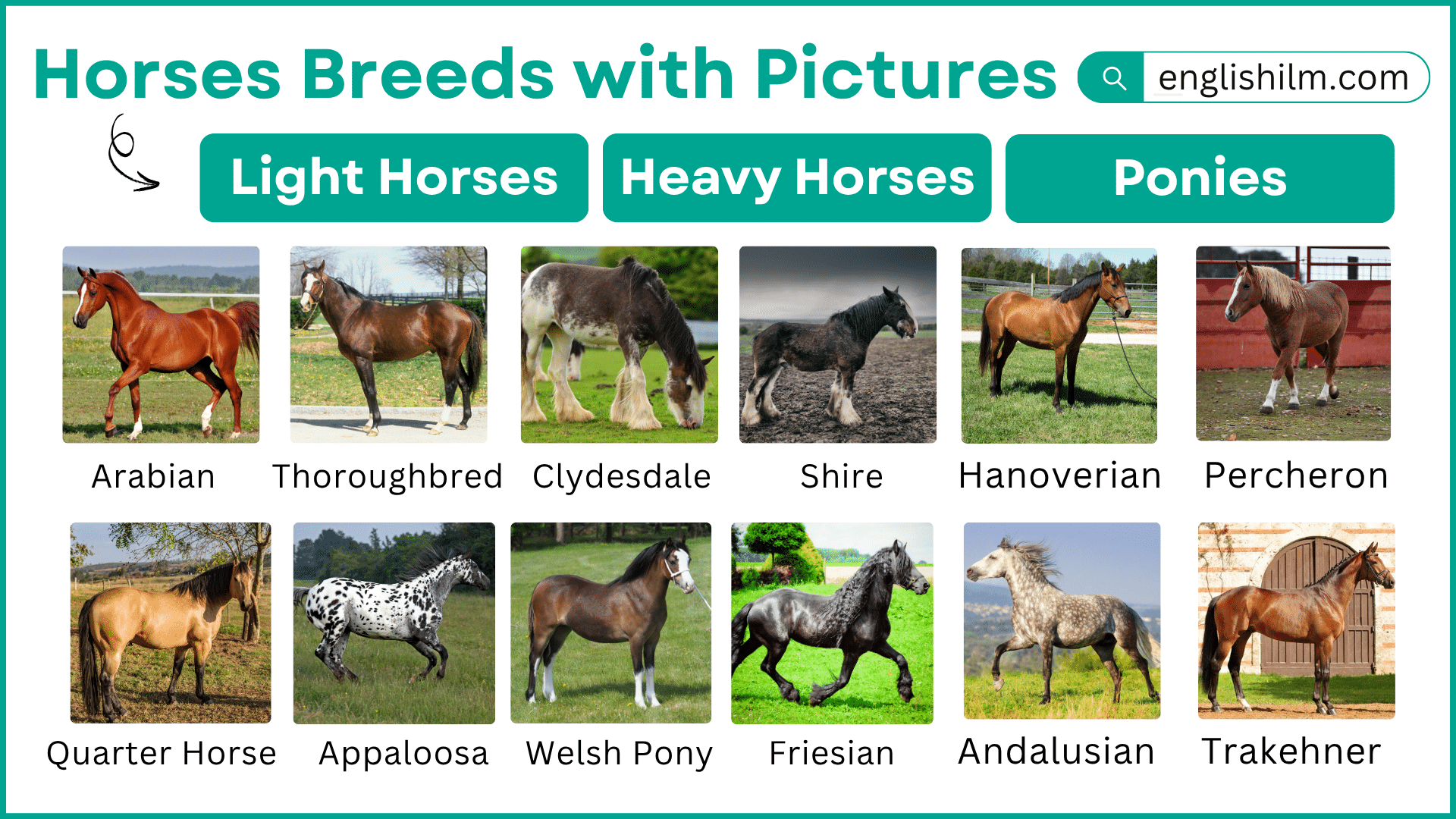 All Types of Horses and Their Breeds With Pictures