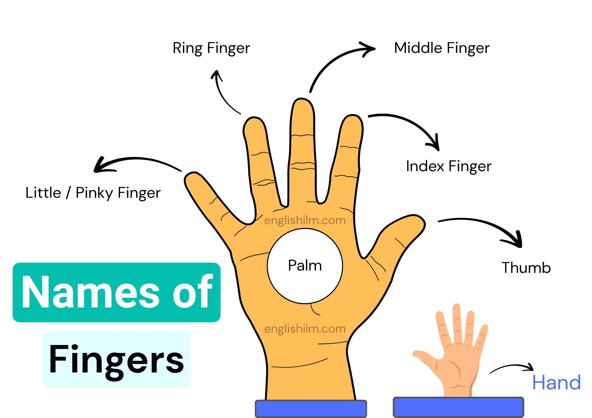 Names of Fingers in English with Pictures
